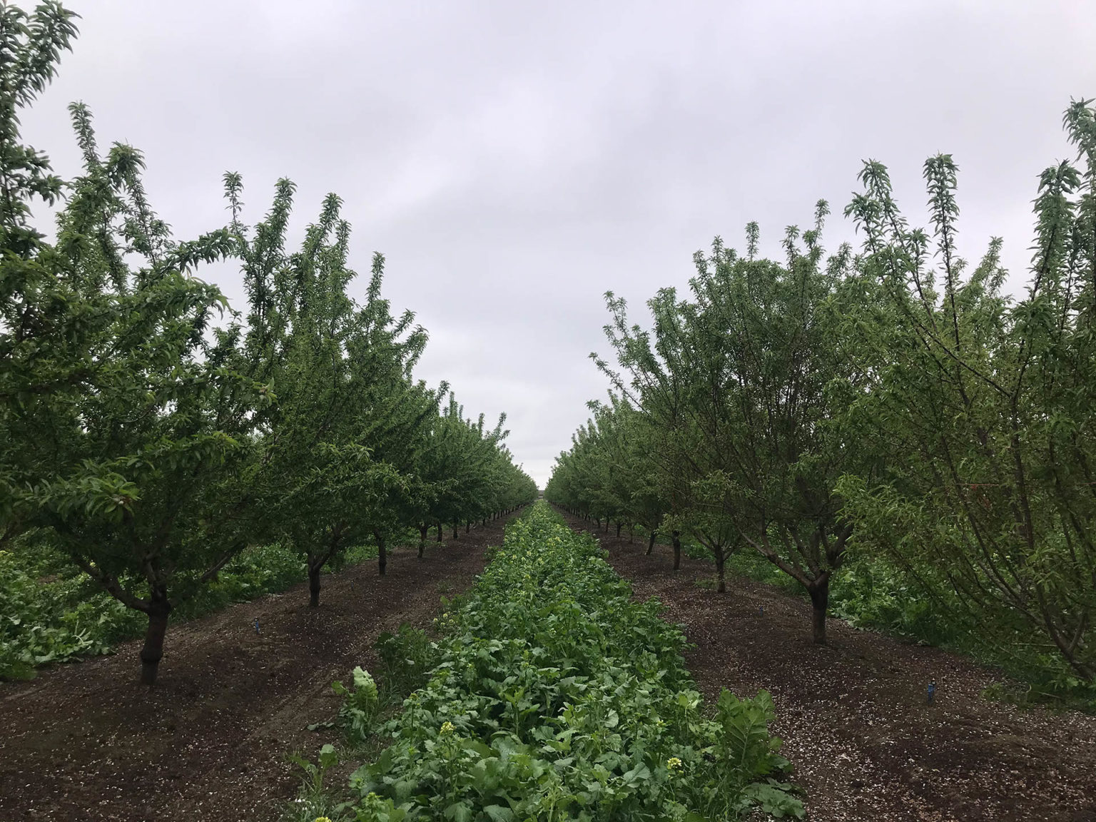 planting-multi-species-cover-crops-spreads-out-the-weather-risks-as