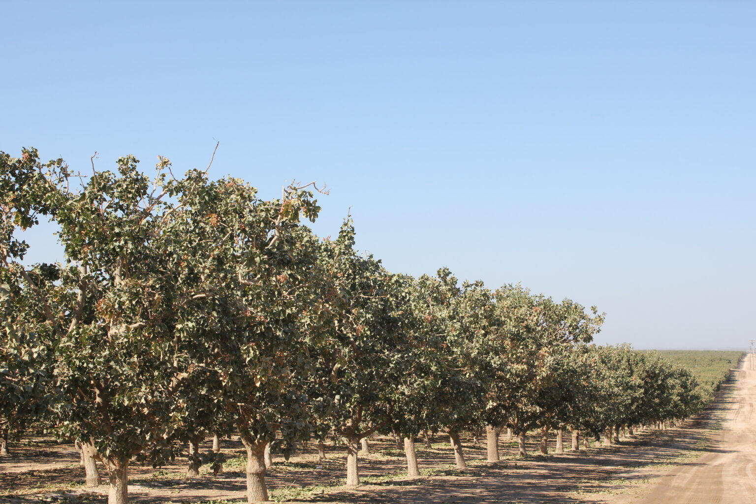 capturing-the-maximum-sunlight-in-a-tree-nut-orchard-increases