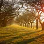 tree_sunset