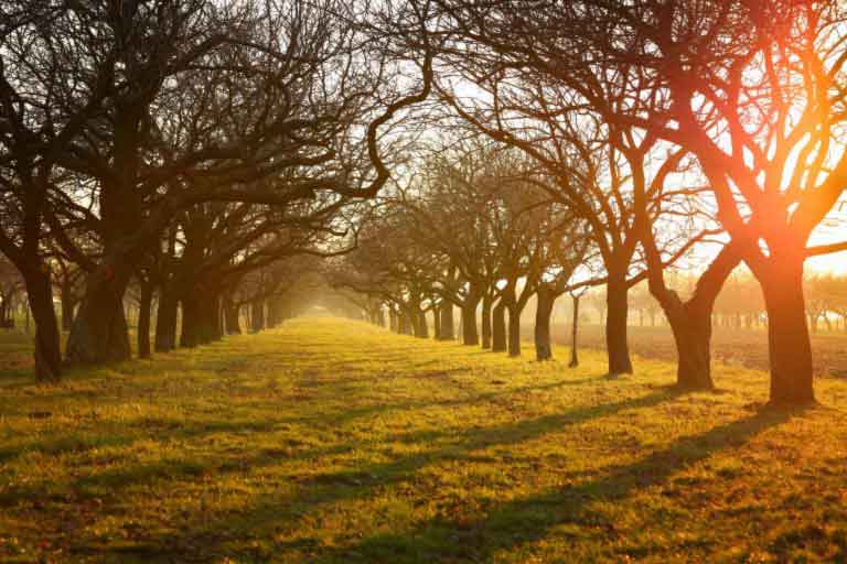 Sym-Agro Inc. and Biofungitek SL Announce USA Distribution Agreement for BEREZI® Fungicide