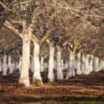 trees