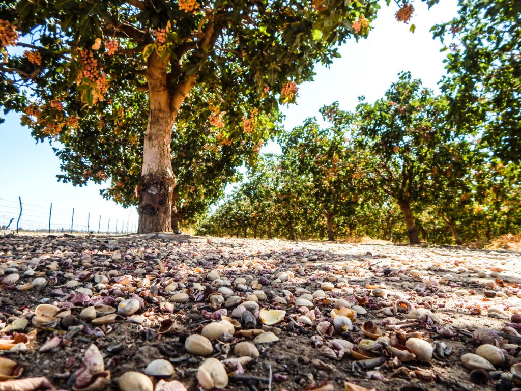 Nutrient Management of Zinc in Pistachios West Coast Nut