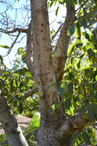 Figure 1. English walnut (Juglans regia) infested with WTB and severely affected by TCD. Symptoms of branch dieback, bleeding at emergence/entry holes. (Photo credit: M. Yaghmour)