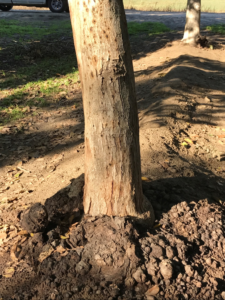 Figure 5. English walnut tree with visible crown gall caused by Agrobacterium tumefaciens with many walnut twig beetle emergence/entry holes on the trunk with visible bleeding around the tiny holes. (Photo credit: Elizabeth Fichtner and M. Yaghmour) 