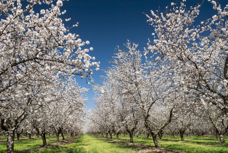 Walnut & Almond Pest Management: Preparing for a Successful New Year
