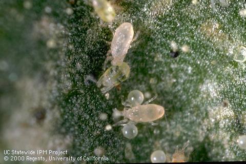 Managing Spider Mites in Almonds and Walnuts