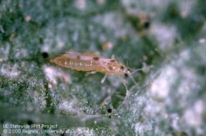 Managing Spider Mites in Almonds and Walnuts