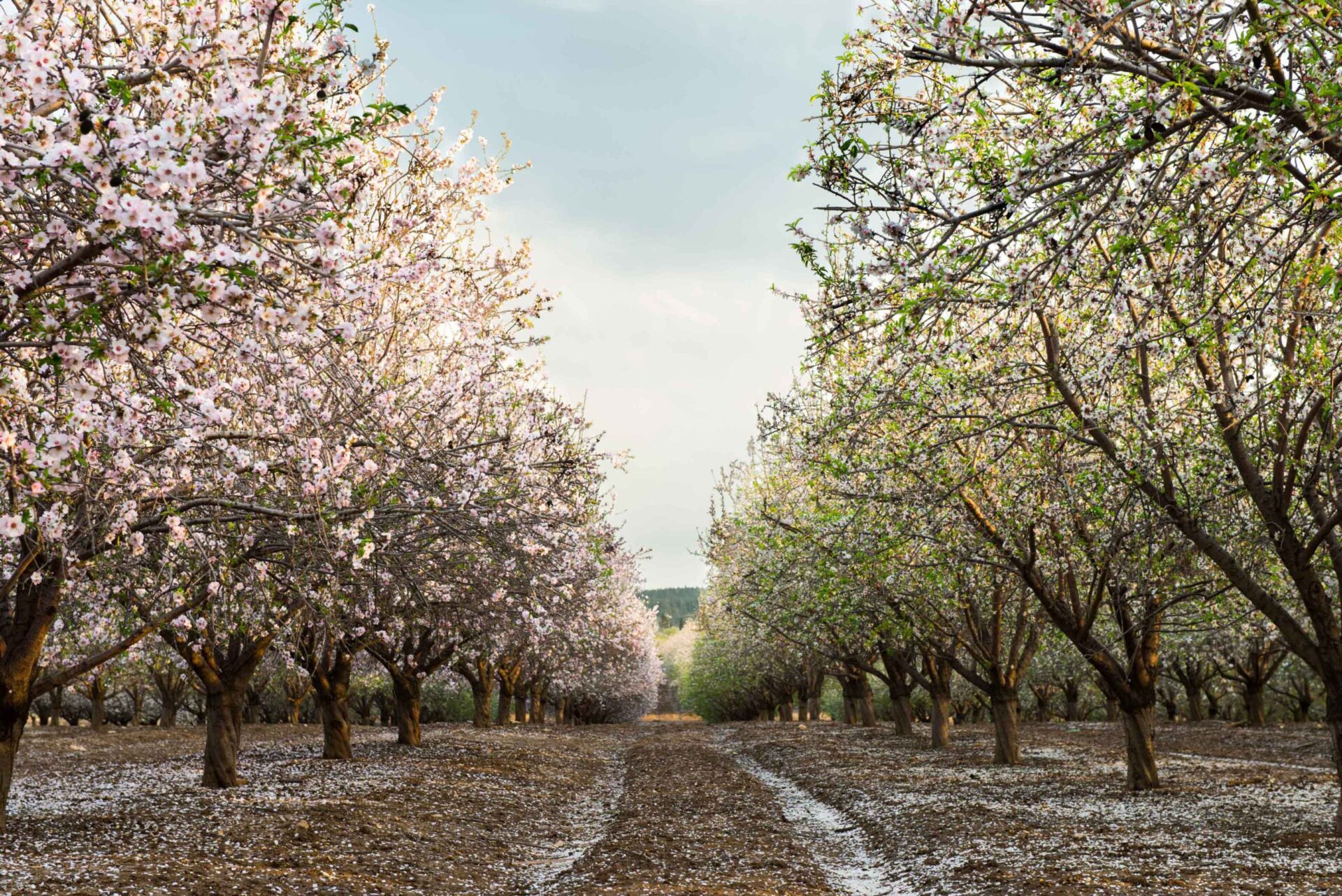 Best Management Practices for Fungal Disease in Almonds