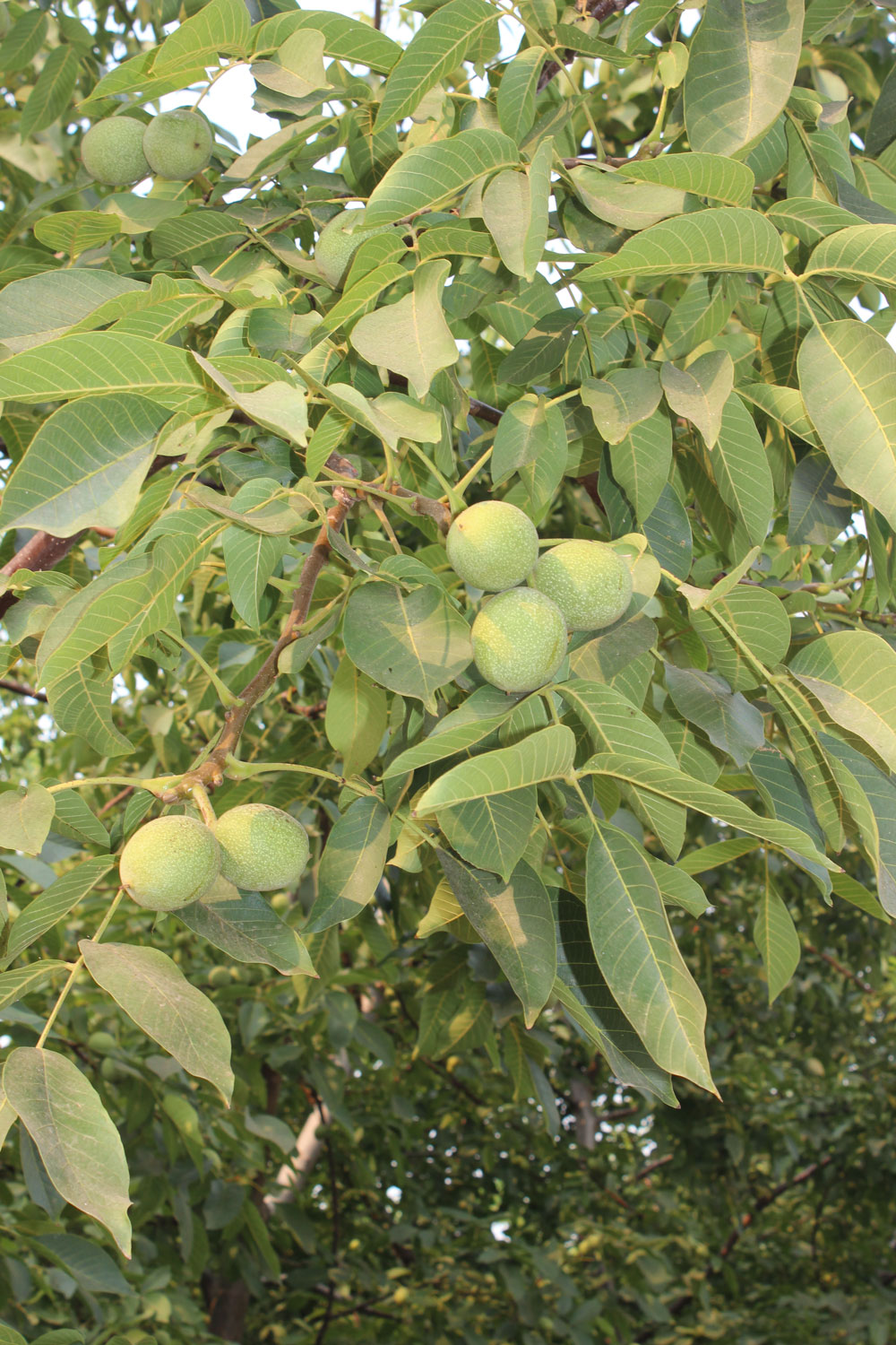 Walnut Tree branch