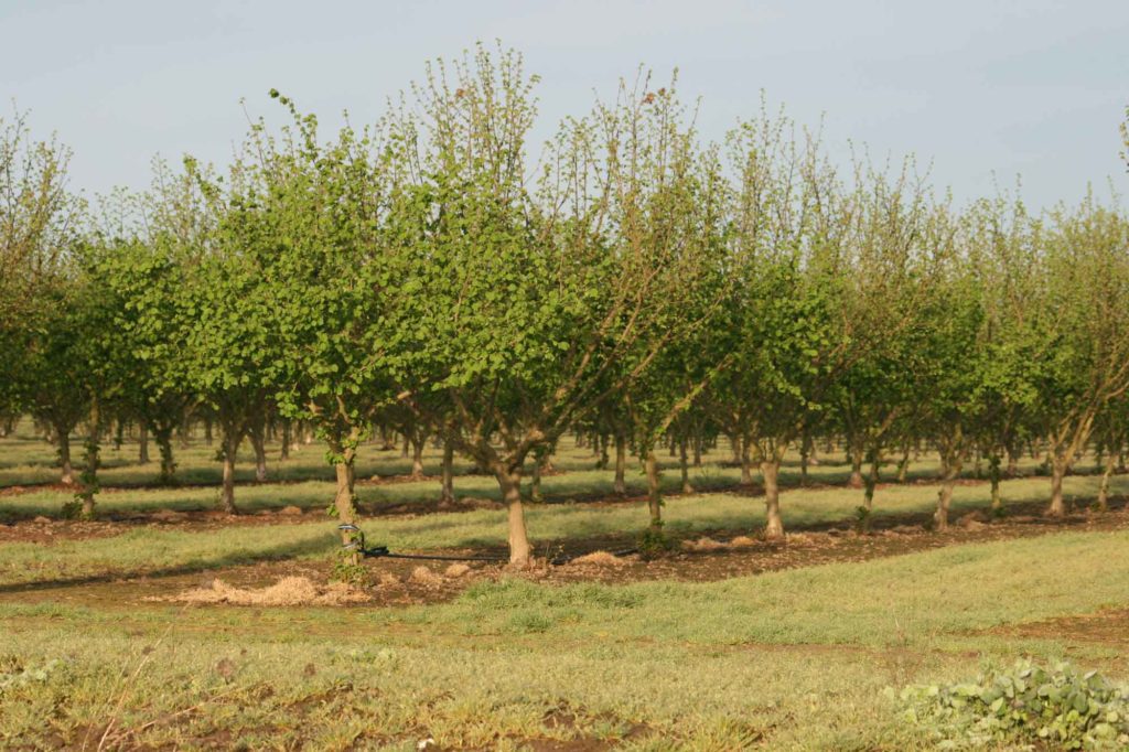 Drip irrigation in a maturing orchard.