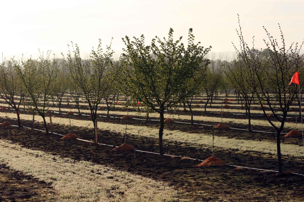 Drip irrigation in a young orchard.