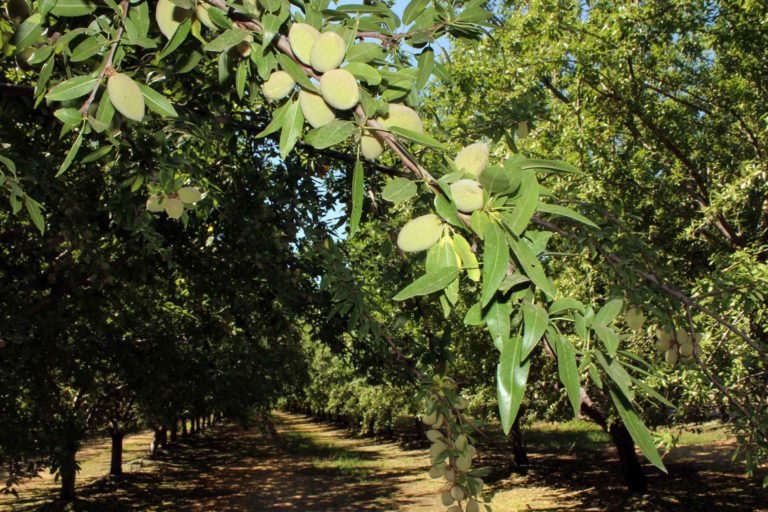 Another Record Breaking Almond Crop Predicted for 2019 West Coast Nut