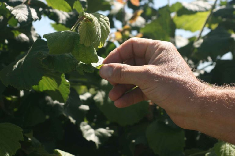 Telly Wirth inspects new growth on one of his hazelnut trees.