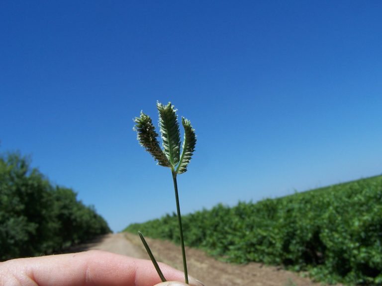 Threespike Goosegrass Presents Orchard Challenges