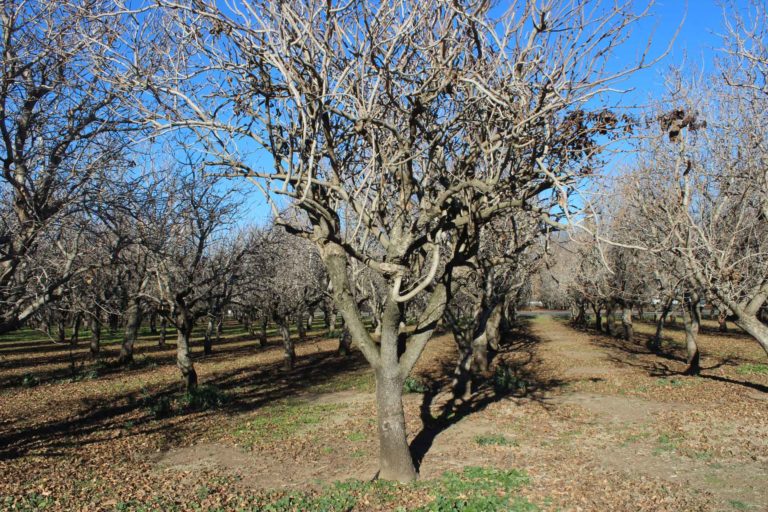 Preparing Pistachio Orchards for Winter Dormancy