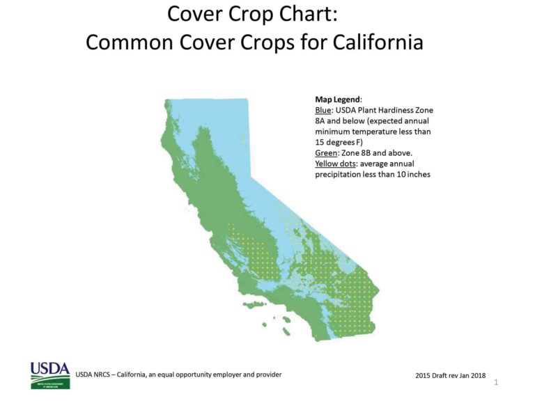 Cover Crops in Almonds