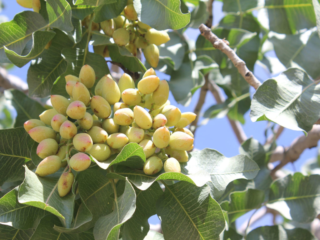 2019 ‘Off’ Year Pistachio Crop Looks Above Average | West Coast Nut