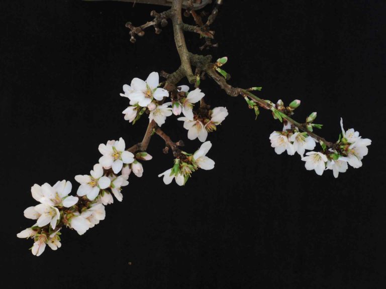 Kester, a Productive Late Bloom Almond Variety from University of California Davis