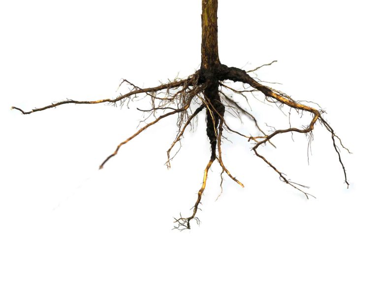 Root Health and Moisture Management for Pre-harvest