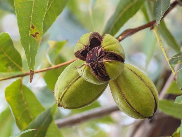 What you Need to know About Trace Elements for Pecans