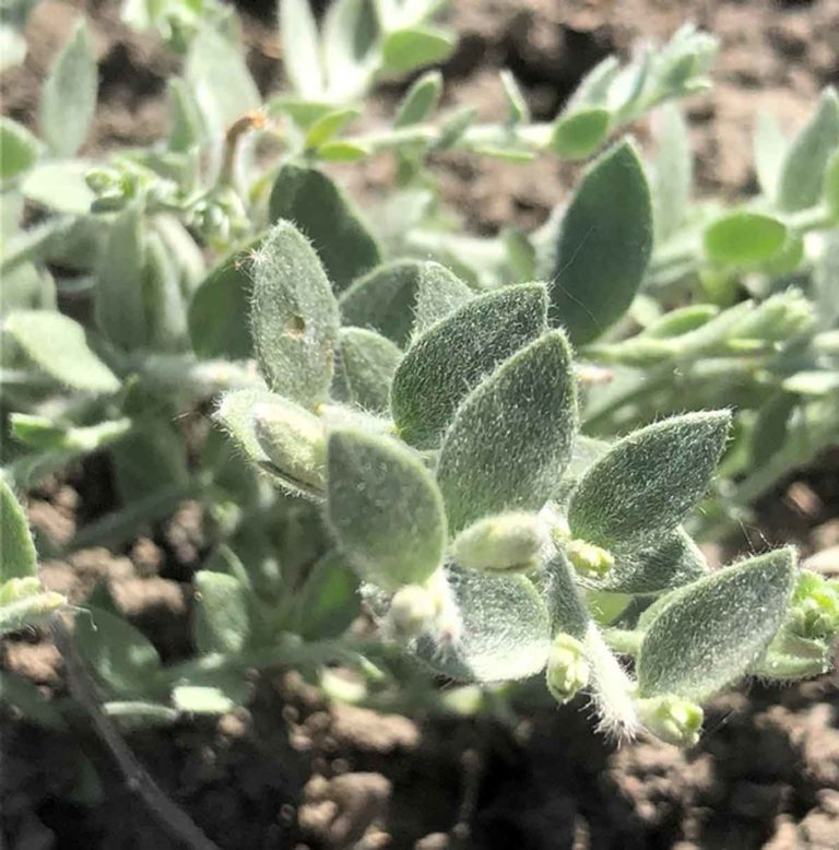 Invasive Alkali weed Infiltrating Pistachio Orchards