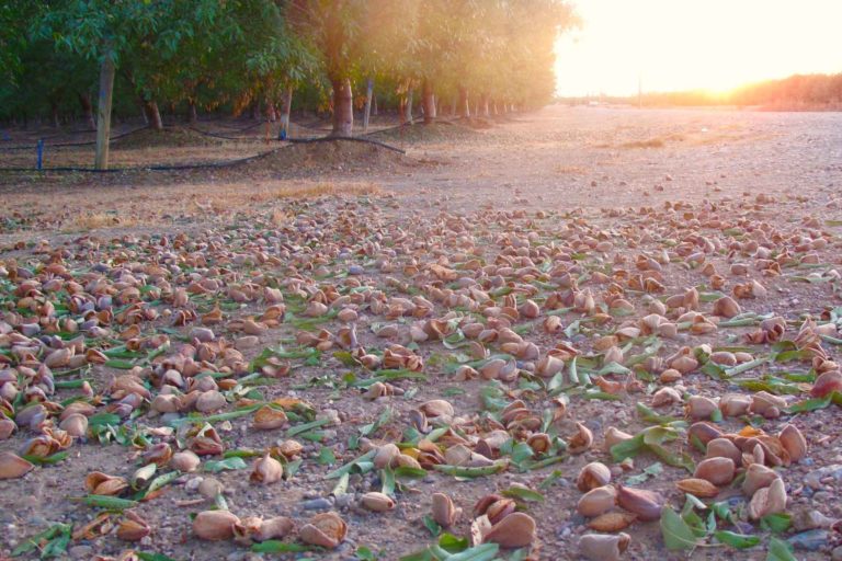 Is There a Need for Postharvest Nitrogen in Almonds