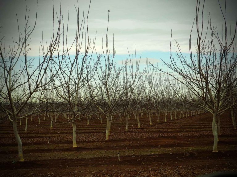 Managing Young Walnut Trees in the Fall Includes Preparing for Freeze Events.