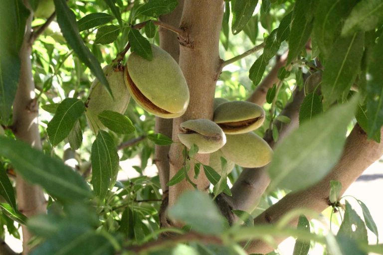 Nitrogen Management Research for Almonds