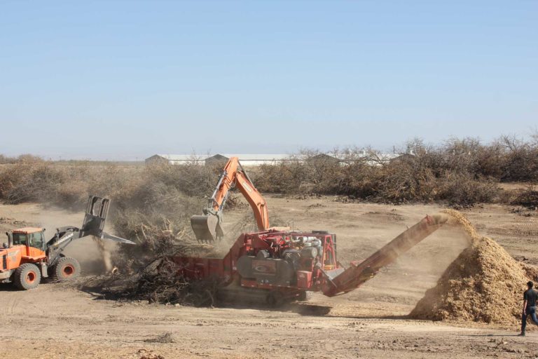 Planning for Replant in Walnuts