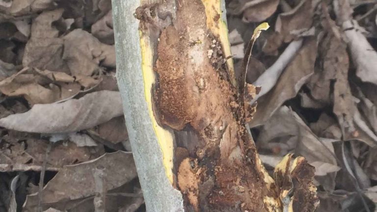 Increasing Evidence of Pacific Flatheaded Borer Attack in Walnut Orchards in California