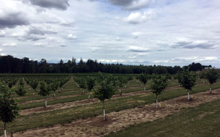 Hazelnut Pruning Strategies