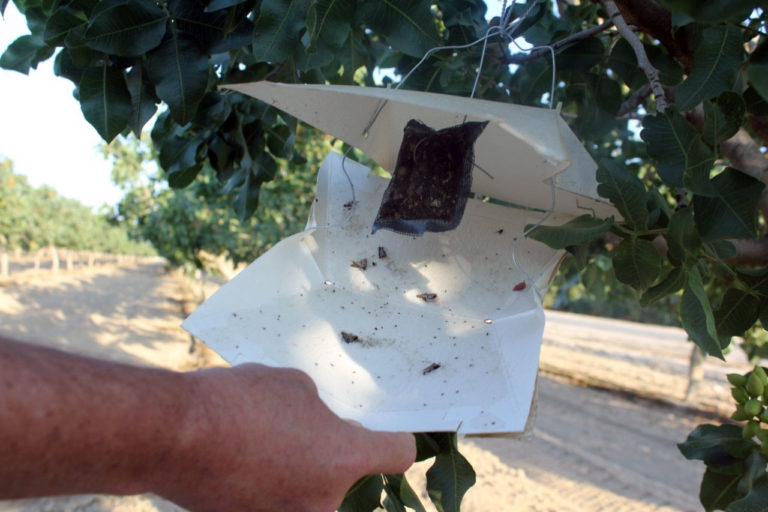 Ideal Pistachio Crop Harvested in 2019