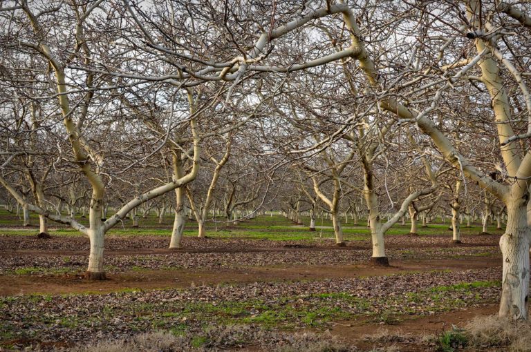 Post-Harvest Almonds: Getting Ready for Colder Weather