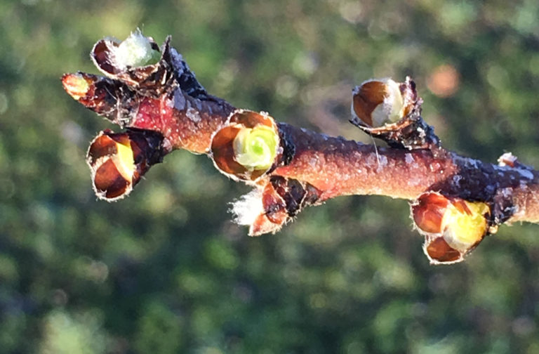 Does Late Winter Shaking Reduce Yield Potential in Almonds?