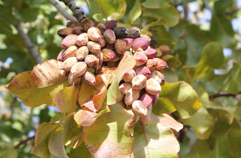 What We Know About Winter Chill and Pistachios