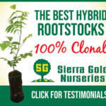 SierraGoldWalnutSide