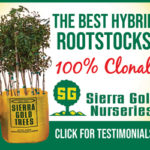 WCN_web-ad-pistachio-300×250