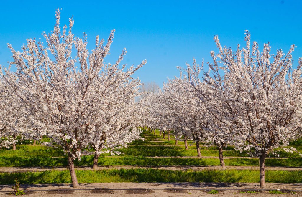 How to Maximize Almond Yields | West Coast Nut