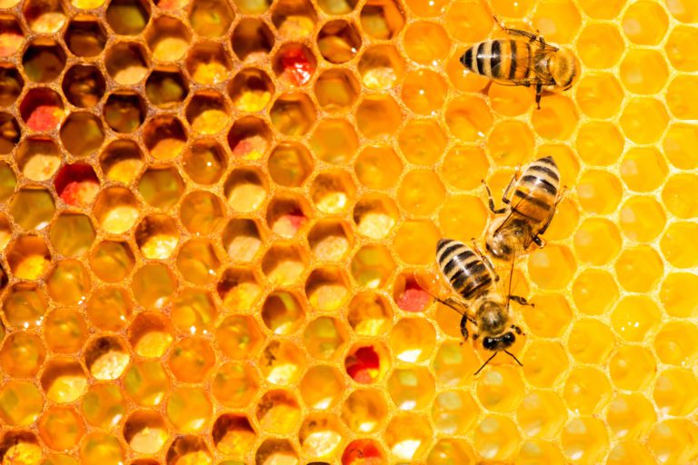 BeeWhere:  California’s Hive Location Program