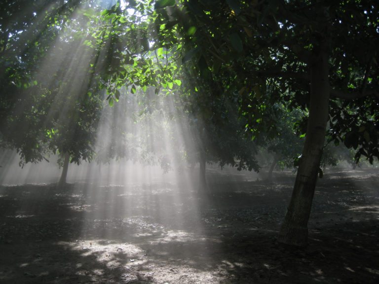 Walnut Quality Begins In The Orchard