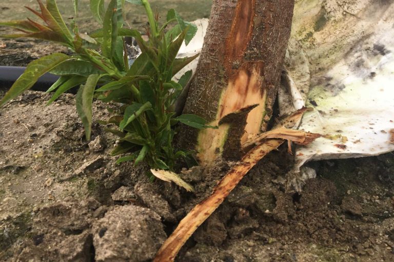 Bacterial Canker and Blast in California Almond Trees