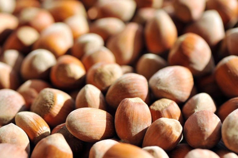 Brighter Outlook for Hazelnuts