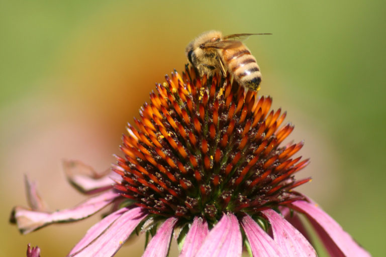 As Spray Season Approaches, Panelists Offer Advice for Protecting Pollinators