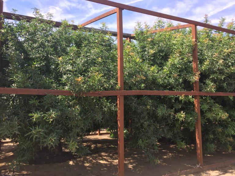 Taking the Mystery Out of Rootstock Selection in Pistachios