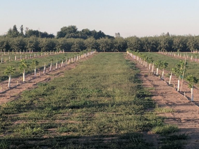 Caring for Newly Planted Pecan Trees