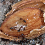 2-2-2 southern fire ant