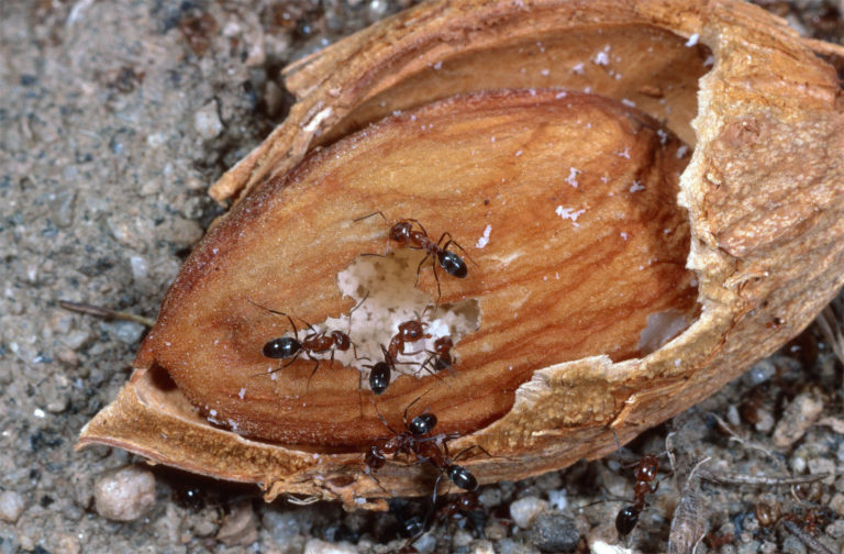 Managing Ants in Almonds Through Harvest