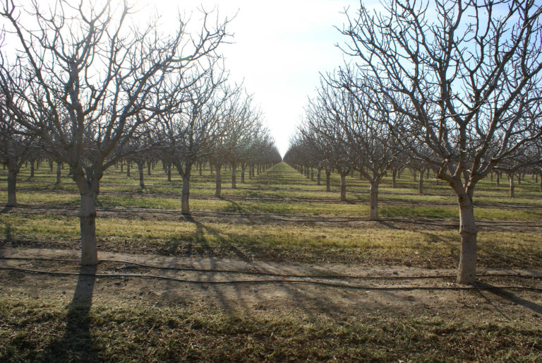 Pistachio Growers Finding A Lot to Like in Golden Hills Cultivar