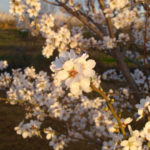 Julie almond disease 1-1-1