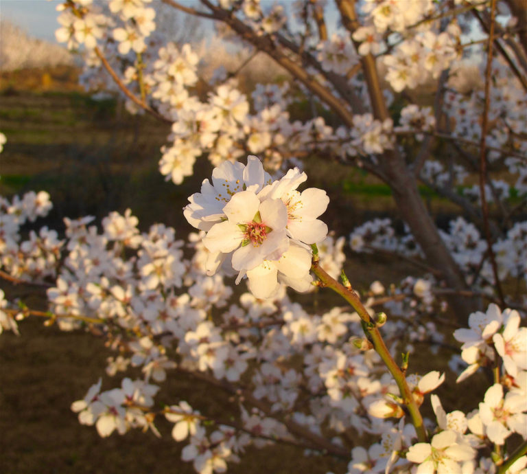 Almond Flower, Foliar, and Fruit Diseases and Their Management